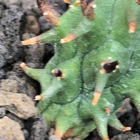 euphorbia schoenlandii《S size》※littmon seed株※小振りながら大株に負けないワイルドさと身体に見合わない太棘を持つ将来有望株※black bowl pot植え