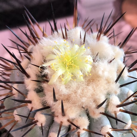 copiapoa   cinerea  黒王丸《L size》※現地球発根済株※店主国内管理6年株※king of cactus‼︎※mad black marble bowl pot植え