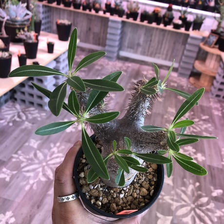packypodium    gracilius《M size》