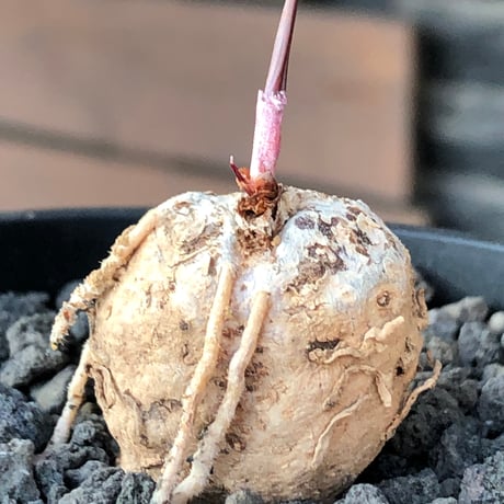 eriospermum cooperi《L size》驚愕‼︎冬型激希少種大株※現地球株発根済※年代物且つ未だに球体感強き大株であり美しい葉も魅力な一株※black bowl pot植え