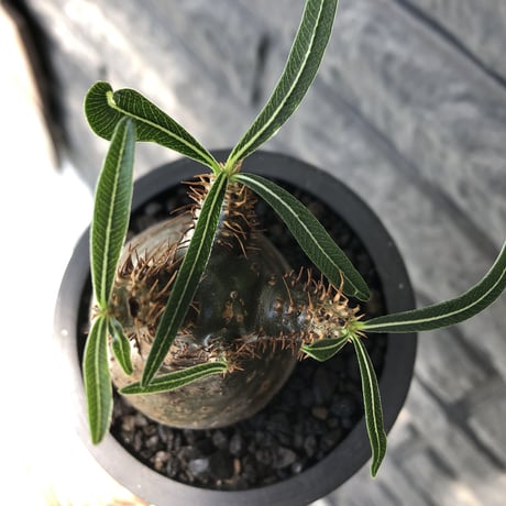 pachypodium gracilius《大きめS size》※希少green肌&360度球体株※現地球発根後店主国内管理2年株※短枝グリーン肌のまん丸球体株※mad black pot植え
