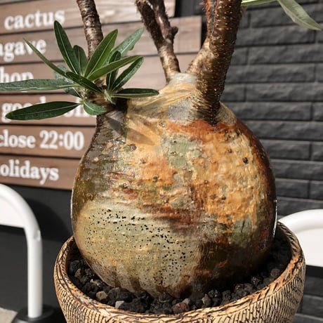 packypodium  gracilius《L size》特選株※現地球発根済株※特化した肌colorに味深き現地焼け＆weightも低き360°球体な大株グラキ‼︎唯一無二な装い※陶器浅鉢植え