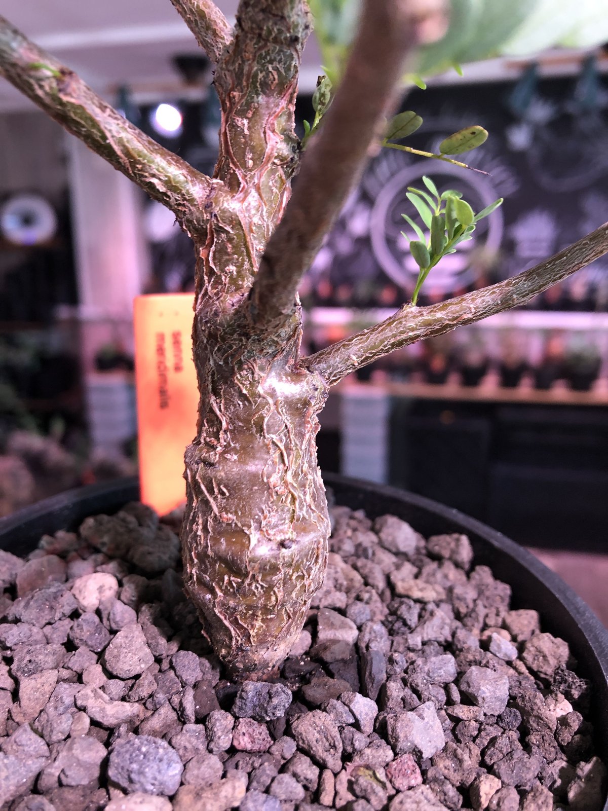 senna meridionalis《 M size》※現地球発根済株※大変幹の色が濃く、特