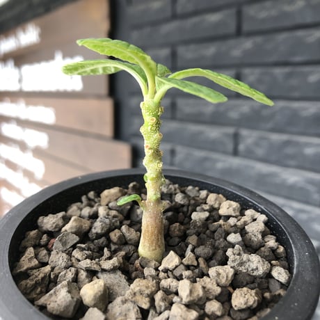 希少‼︎ dorstenia   gigas《大きめS size》littmon  seed🌱（実生株）※今季成長&枝振りに期待できる将来有望人気者ギガス※mad black pot植え