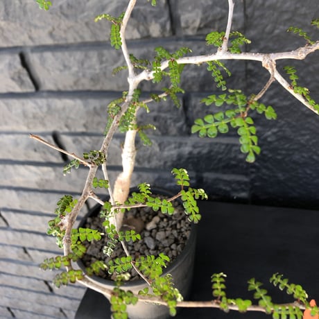 opercullicarya   decaryi  littmon  seed🌱  《7年株》※成長早く長きに渡り管理した幹幅も太く‼︎特化した繊細葉※mad  black  pot植え