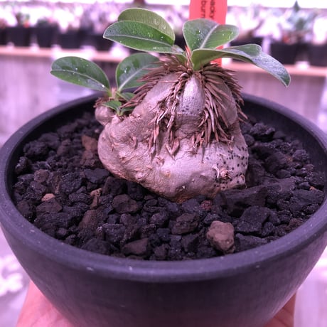 packypodium    roslatum var. eburneum（S size）現地球   発根済み株　※mad black bowl pot植え