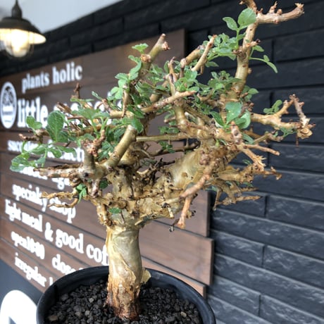 commiphora  stocksiana《大きめL size》※現地球発根後店主国内管理12年株※weight低く長年枝も太く作り込んだ佇まいが堪らない一株※鉄鉢植え