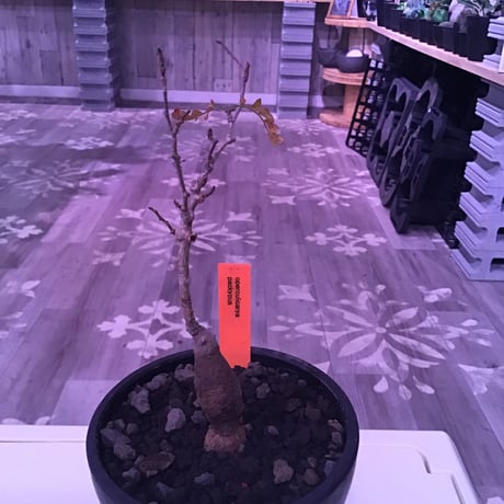 opercullicarya   packypus  littmon  seed🌱 《4年半株》枝振り装い良き1株‼︎※mad black  bowl  pot植え！リクエスト追加補填 1株