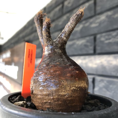 pachypodium gracilius《大きめS size》赤肌株※現地球発根後店主国内管理3年株※赤味も強くぼってり株元な選抜株※mad black pot植え