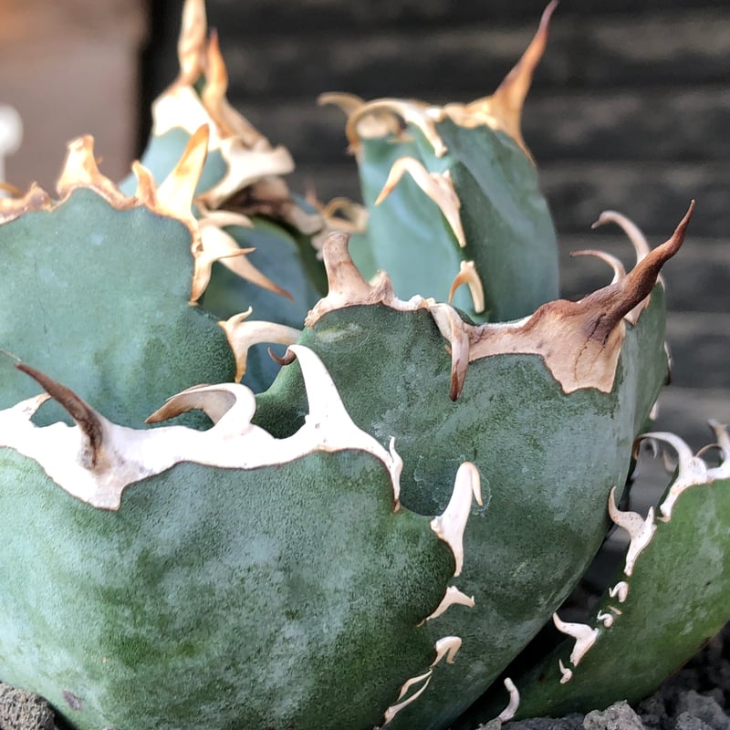 アガベ　白鯨　強棘 agave titanota 白鯨強棘陽炎bowl type《L size》※現地球株発根済