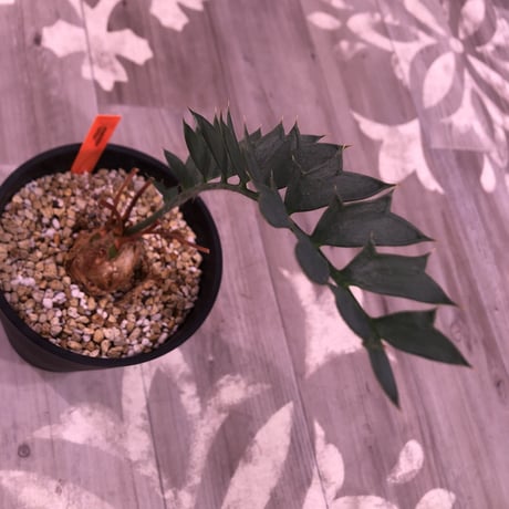 encephalartos   horridus《姫鬼蘇鉄》