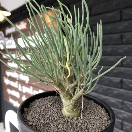 othonna protecta littmon seed🌱《大きめM size》※大切に育て、すくすく育ってくれた大変美しい一株※mad black bowl pot植え