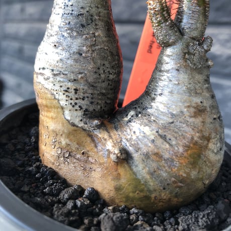 pachypodium gracilius《大きめS size》w-he'd株※現地球発根後店主国内管理3年株※weight低く丸みも強き良樹形株※mad black pot植え