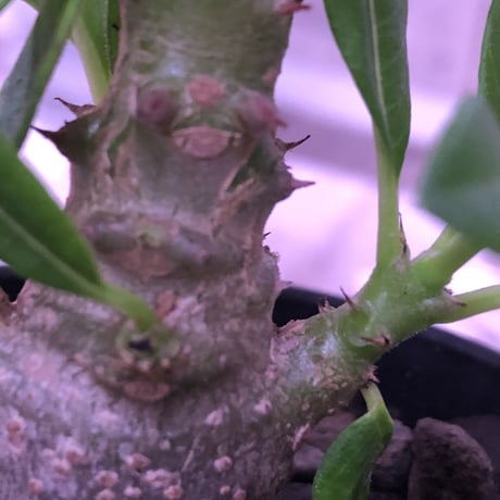 packypodium  windsorii    littmon   seed 🌱《S size》２年半株‼︎