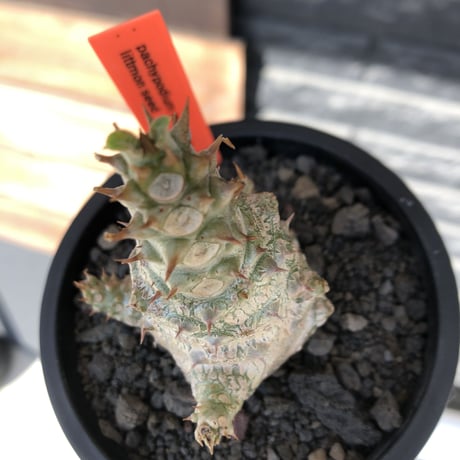 pachypodium windsorii《M size》※選抜littmon seed🌱※weight低き極ぼってり株元な良樹形※mad black pot植え