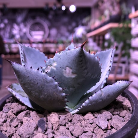 agave  pygmaea  dragon toes《M  size》※発根済株※店主国内管理2年株※良きcolor良きサイズ感‼︎極美株※mad black pot植え※限定2株