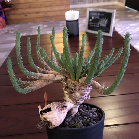 euphorbia     inermis  インスタグラムpost株‼︎