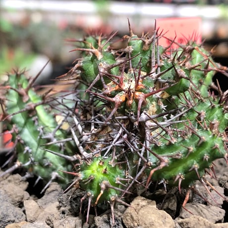 euphorbia golisana《M size》※現地球株発根済※木質化した極太主頭から伸びる良枝振りとコントラストが美しく厳つい棘々しさも堪らない‼︎※black bowl pot植え