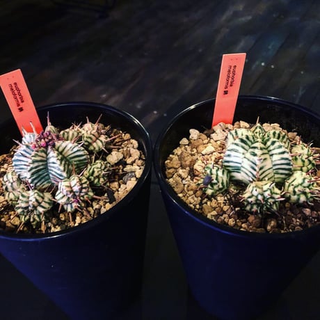 euphorbia   meloformis 錦《ゼブラ》激オススメ‼︎M size