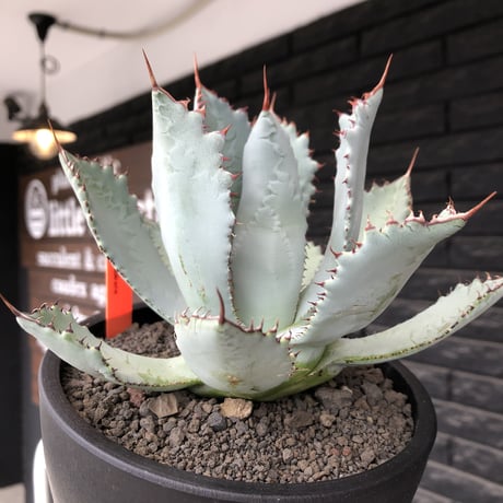 agave guadalajalana《L size》※現地球株発根済※大きめ且つ締まり良き美しい選抜株※mad black bowl pot植え