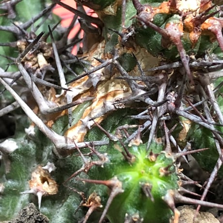 euphorbia golisana《M size》※現地球株発根済※木質化した極太主頭から伸びる良枝振りとコントラストが美しく厳つい棘々しさも堪らない‼︎※black bowl pot植え