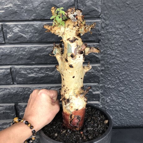 commiphora  holtziana《LL size》※現地球発根後店主国内管理3年株※weight低め且つ極太幹も味深くカッコいい一株※mad black bowl pot植え