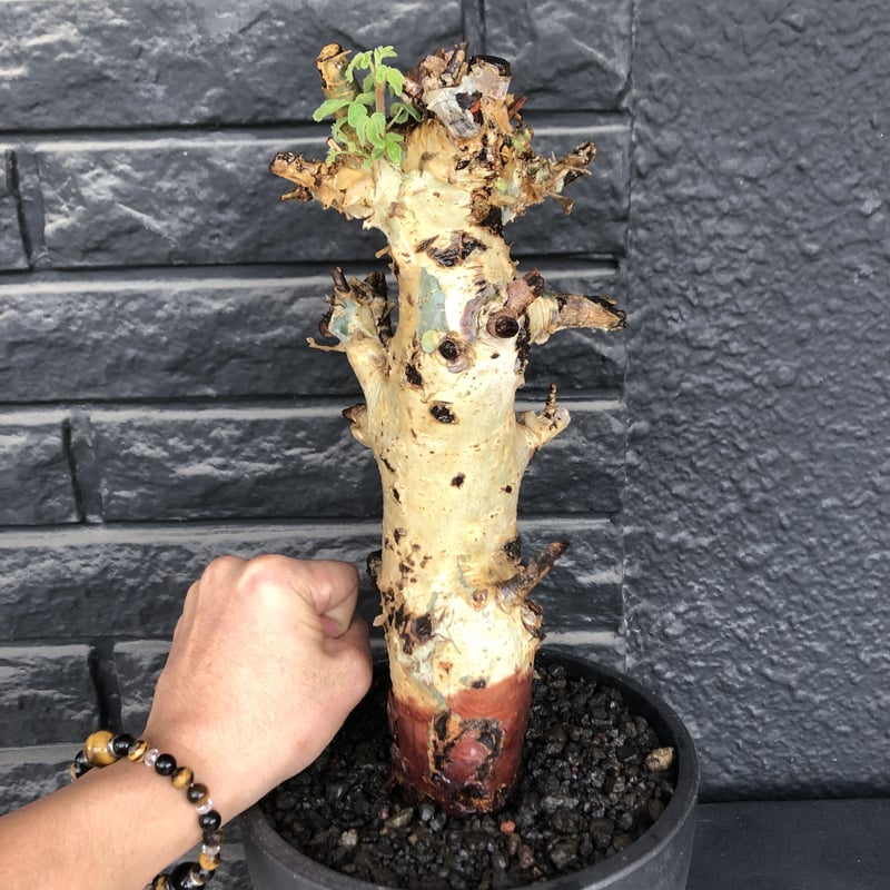 commiphora holtziana《LL size》※現地球発根後店主国内管理3年株※...