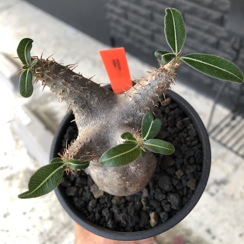pachypodium cactipes《 大きめS size》※現地球発根済株※店主国内