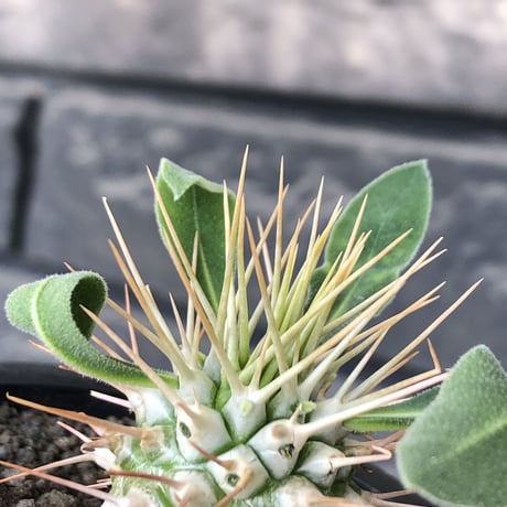 pachypodium  namaquanum 光堂《小さめM size》littmon seed🌱※希少種‼︎しっかり育てた大きめのかわいい奴※mad black pot植え