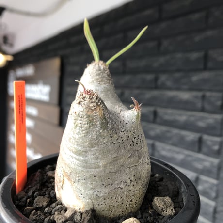 pachypodium gracilius《大きめS size》※極短枝ぼってり株※現地球発根後店主国内管理3年株※極めて短枝且つツルツル肌のぼってりトトロ樹形※mad black pot植え