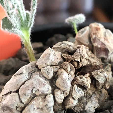 eriospermum dregei《LL size》驚愕‼︎冬型激希少種※現地球発根済株※まず出回らない現地球株‼︎唯一無二ビッグサイズ立体塊根＆極美しい葉※mad black bowl pot植え