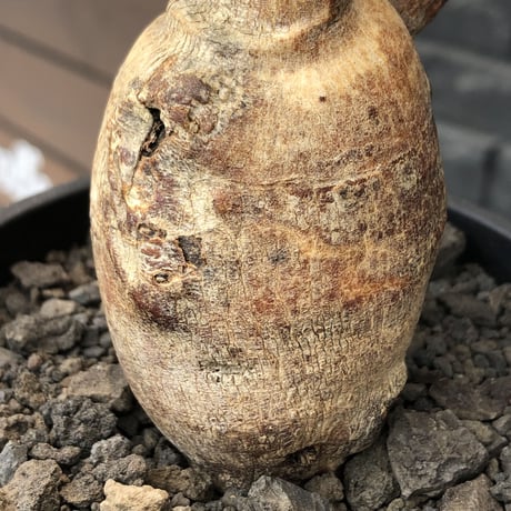 euphorbia subapoda《LL size》※現地球株発根済※中々見かけないほどbig株＆個体差としてのカラーも◎※black bowl pot植え
