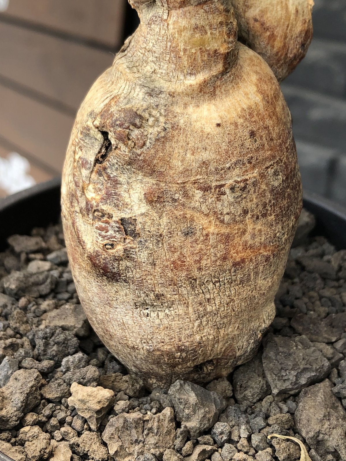 euphorbia subapoda《LL size》※現地球株発根済※中々見かけないほどbi