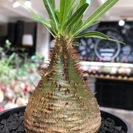 pachypodium gracilius《小さめM size》※現地球株発根済※とびきり球体感強きgreen肌で堪らなくかわいい一株‼︎※black bowl pot植え