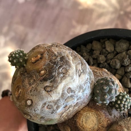 tephrocactus geometricus 《LL size》激希少‼︎※現地球株発根済※実生株＆カキ仔株でないと流通がほぼないため所持率も極めて低き渾身の一株※black bowl pot植え