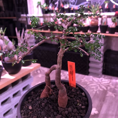 opercullicarya   decaryi  littmon  seed🌱  《3年株》※成長早く例年変化を感じながら育てられるしっかり作り込んだ良株※mad  black  pot植え