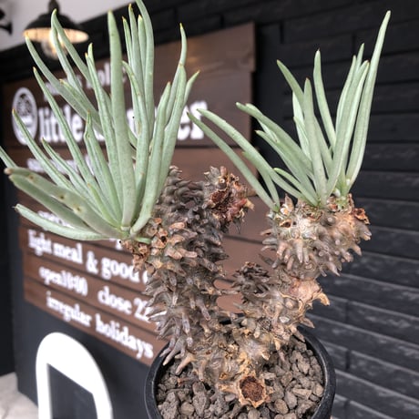 tylecodon  wallichii  和名＝奇峰錦《大きめM size》※現地球発根後店主管理5年株※美しく大きめで低重心良樹形な一株※ mad black pot植え