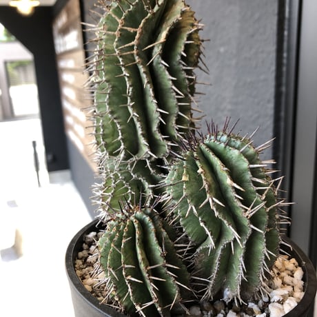 euphorbia    horrida《4分頭ホリダ》再入荷お知らせ通知分