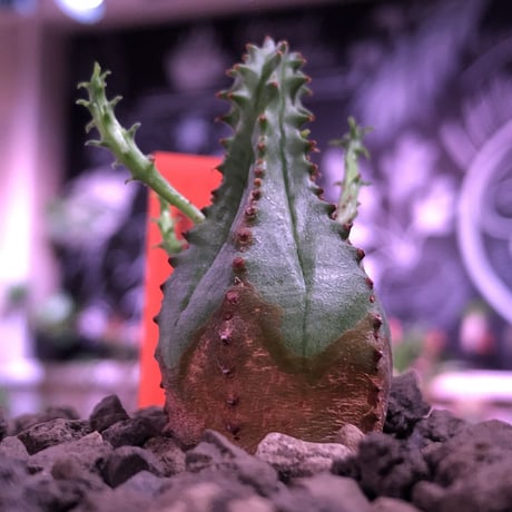 euphorbia    globosa《S size》※小振りでも丸々ぼってり存在感抜群‼︎例年見る見る子吹き群生化する育て甲斐のある子※mad black pot植え