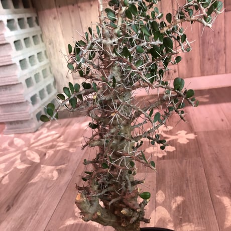 alluaudia    comosa《L size》※現地球発根済み株‼︎※balance良き単頭立ちコモサ‼︎ ※店主管理国内1年株‼︎　※希少株‼︎