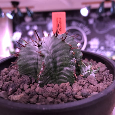 euphorbia horrida《小さめM size》※現地球発根済株※weight低きぼってり手乗りサイズの子吹き株‼︎アルバcolorなホリダ※mad black bowl pot植え