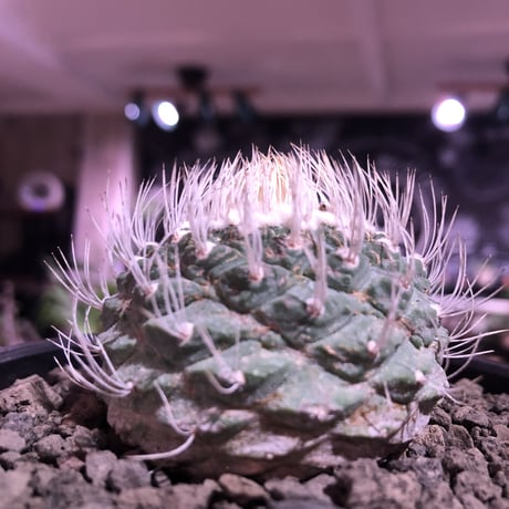 strombocactus 白棘菊水《大きめM size》激希少‼︎現地球発根済株※店主国内管理12年株※激希少株の上、極美白棘菊水‼︎堪らない唯一無二感※mad black bowl pot植え