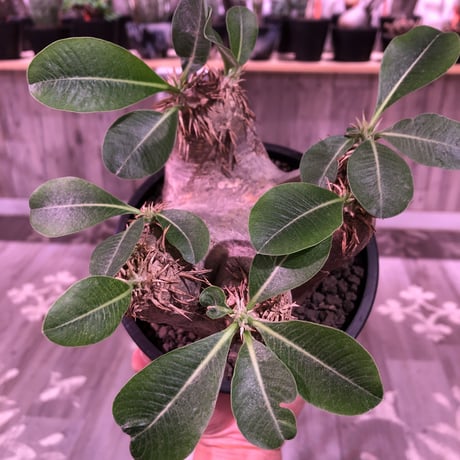packypodium   roslatum var. eburneum（M size）※現地球発根済株※店主国内管理5年株※大変綺麗に纏まった美株エブレ※mad black pot植え