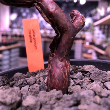 pelargonium  mirabile《M size》※今後輸入が厳しいアフリカ物‼︎誰もが愛おしく堪らないと感じる冬型の人気者※mad black bowl pot植えNo.⑤