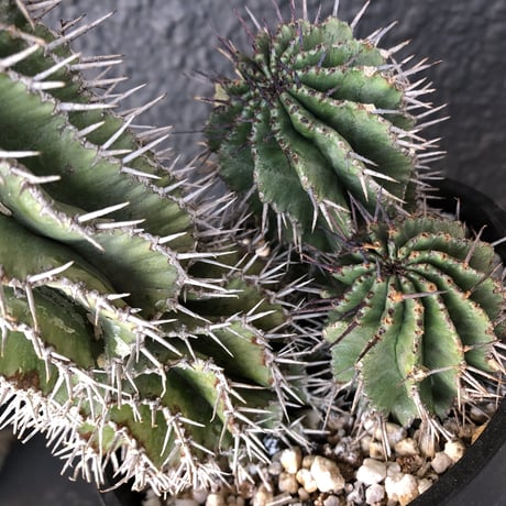 euphorbia    horrida《4分頭ホリダ》再入荷お知らせ通知分