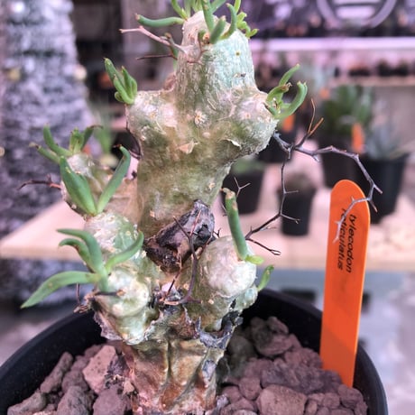 tylecodon   reticulatus《万物想》