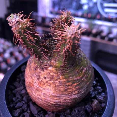 packypodium  gracilius《小さめM size》希少green肌まん丸球体株※現地球発根済株※店主国内管理2年株※短枝且つどこから見てもまん丸な美株※mad black pot植え