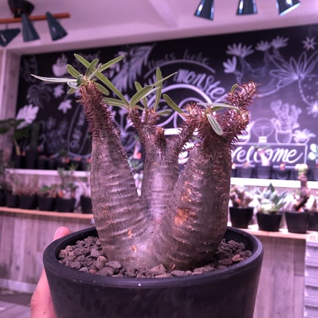 packypodium  gracilius（S size）希少‼︎三分頭株🌵🌵🌵※現地球発根済株※小振りSサイズでコンパクトな珍しい三つ子グラキ‼︎※mad black pot植え