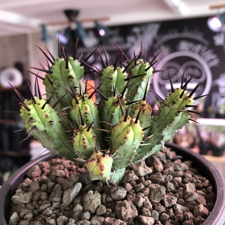 euphorbia enopla《M size》希少‼︎monst株※鋭い黒棘にこの丈ながらwildな躍動感とweightも低く枝振りbalance良きモンスト株※mad black pot植え