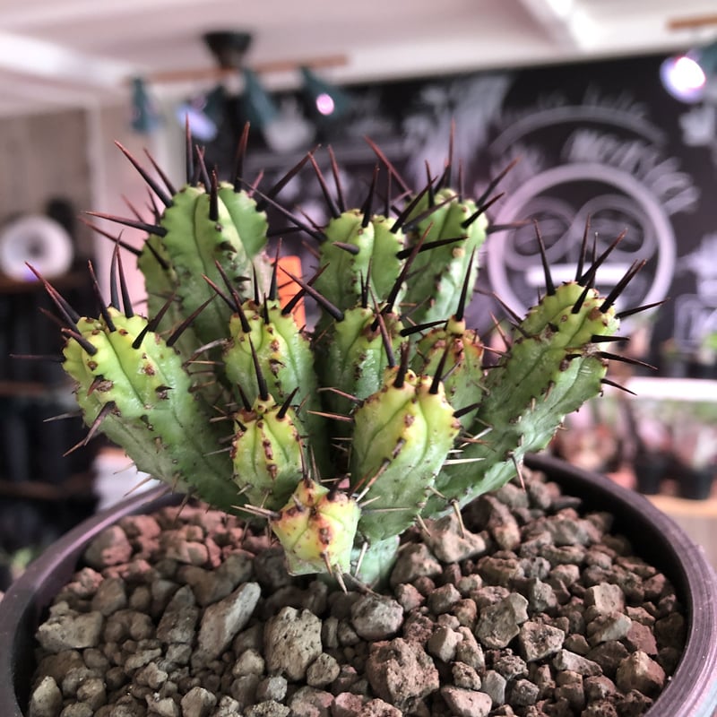euphorbia enopla《M size》希少‼︎monst株※鋭い黒棘にこの丈ながらw